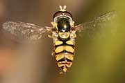 Hover Fly (Simosyrphus grandicornis) (Simosyrphus grandicornis)